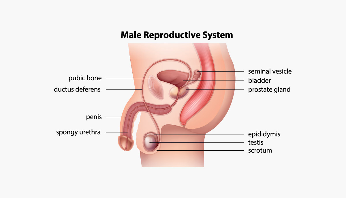 How Your Underwear Affects Sperm Production